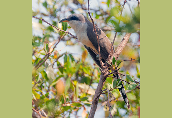 Mangrove Cuckoo by Johnny Wilson